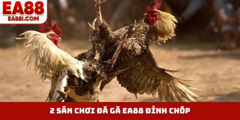 2 sân chơi đá gà EA88 đỉnh chóp