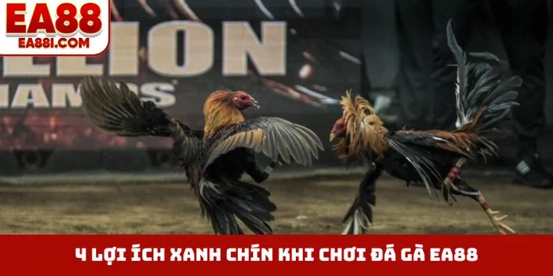 4 lợi ích xanh chín khi chơi đá gà EA88