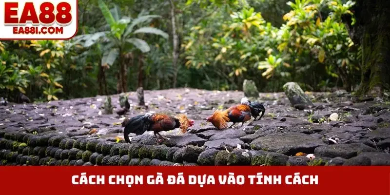 Cách chọn gà đá dựa vào tính cách