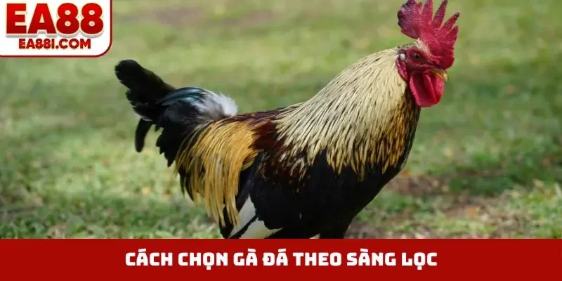Cách chọn gà đá theo sàng lọc