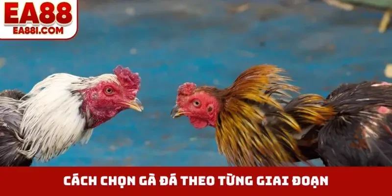 Cách chọn gà đá theo từng giai đoạn