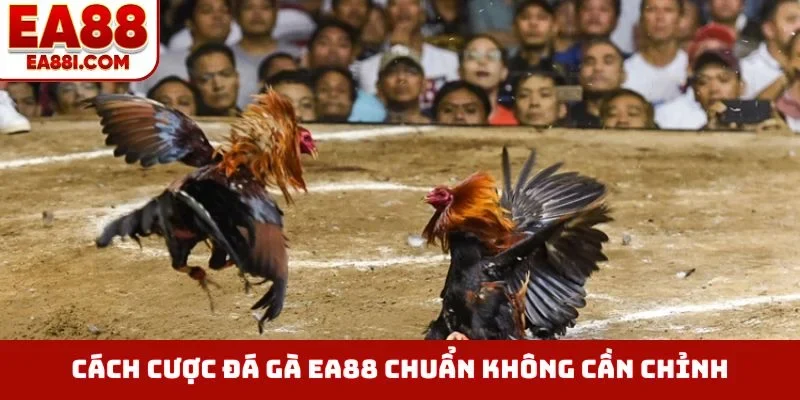 Cách cược đá gà EA88 chuẩn không cần chỉnh