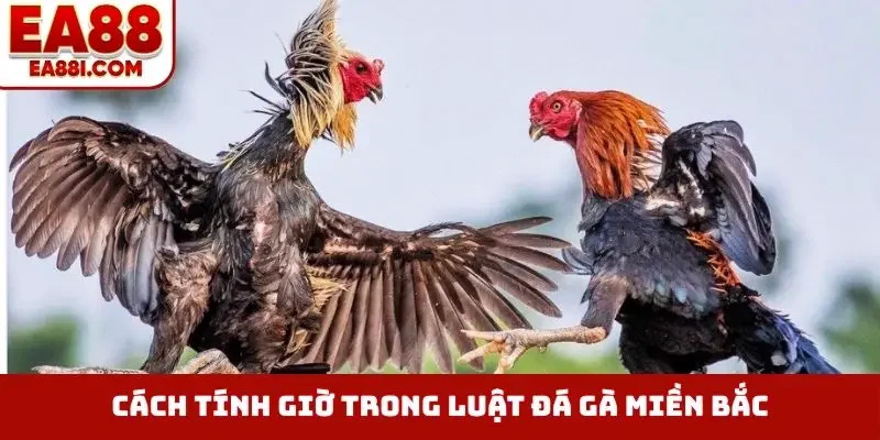 Cách tính giờ trong luật đá gà miền Bắc