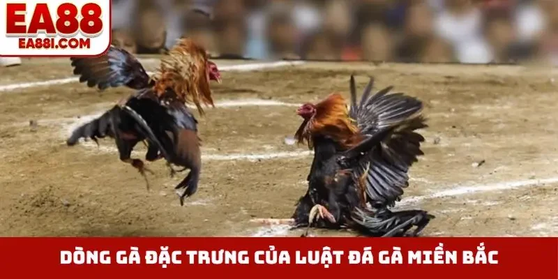Các dòng đặc trưng của luật đá gà miền Bắc