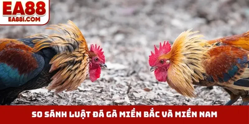 So sánh luật đá gà miền Bắc và miền Nam, Trung