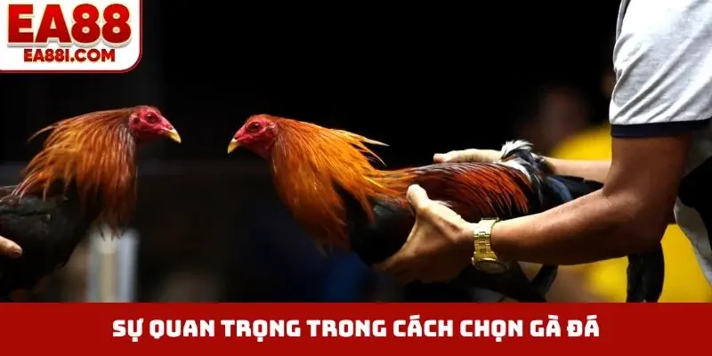Sự quan trọng trong cách chọn gà đá
