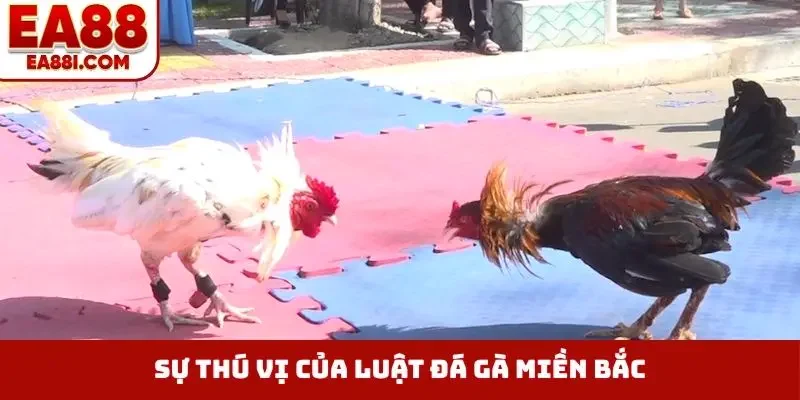 Sự thú vị của luật đá gà miền Bắc